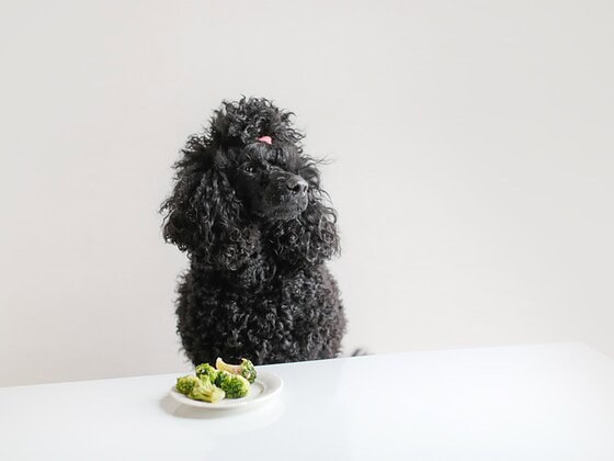 Hund vor einem Teller mit Brokkoli – duerfen Hunde Gemuese essen