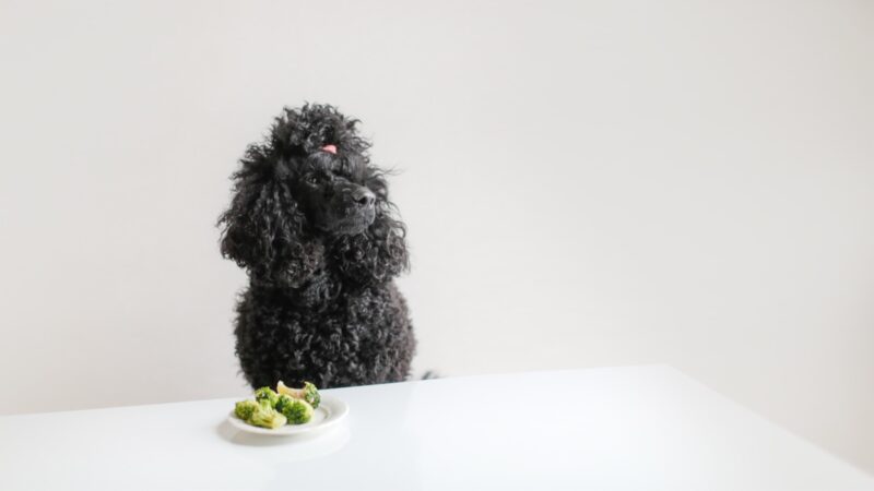 Hund vor einem Teller mit Brokkoli – duerfen Hunde Gemuese essen