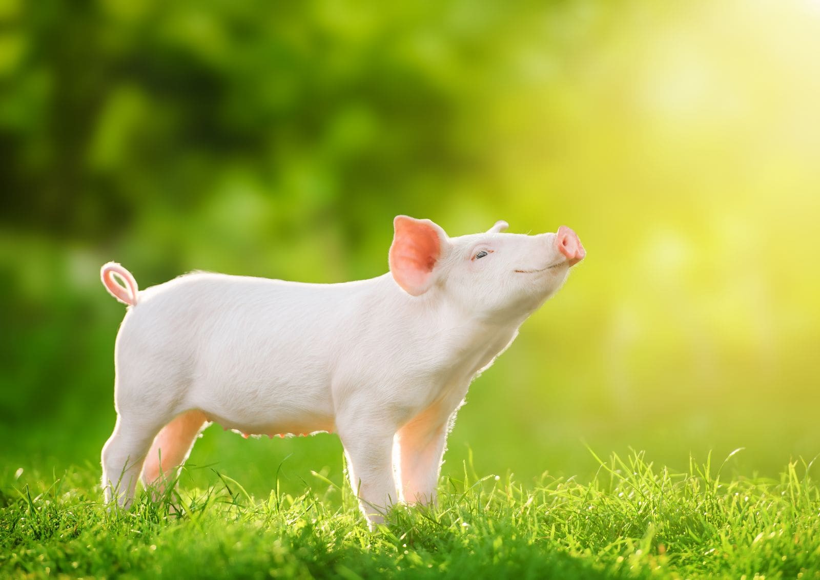 Junges Schwein steht entspannt auf einer Wiese in der Abendsonne