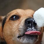 Veganes Hundeeis selber machen: 5 Rezepte für heiße Tage Hund leckt im Sommer genuesslich an einem Eis am Stiel – veganes Hundeeis