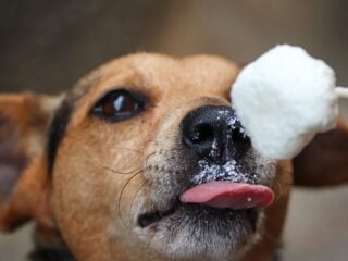 Hund leckt im Sommer genuesslich an einem Eis am Stiel – veganes Hundeeis