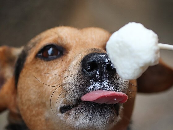 Hund leckt im Sommer genuesslich an einem Eis am Stiel – veganes Hundeeis