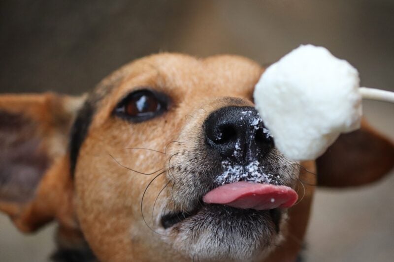 Hund leckt im Sommer genuesslich an einem Eis am Stiel – veganes Hundeeis