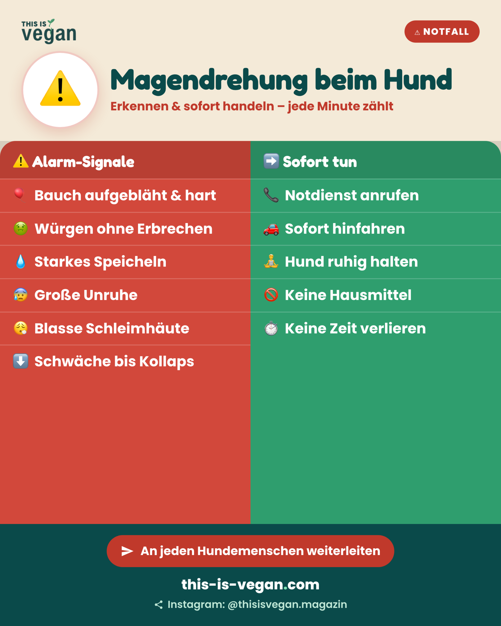 Infografik: Magendrehung beim Hund, Alarm-Signale und was sofort zu tun ist, mit This-Is-Vegan-Logo