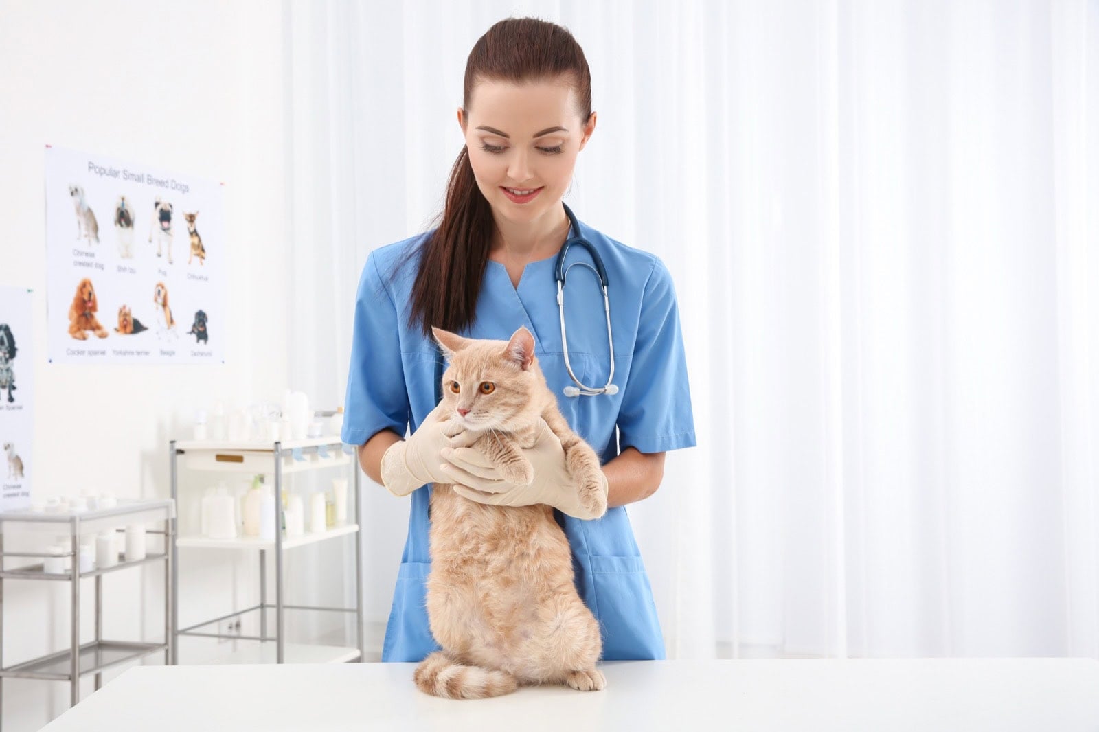 Tierärztin untersucht eine Katze in der Praxis