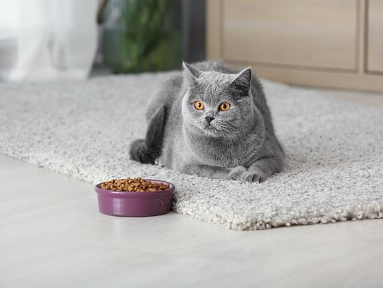 Katze sitzt aufmerksam neben ihrem Futternapf