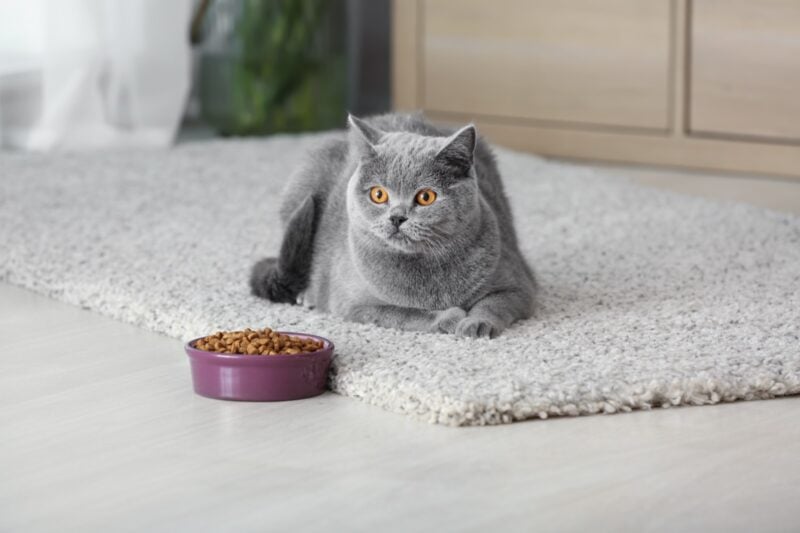 Katze sitzt aufmerksam neben ihrem Futternapf