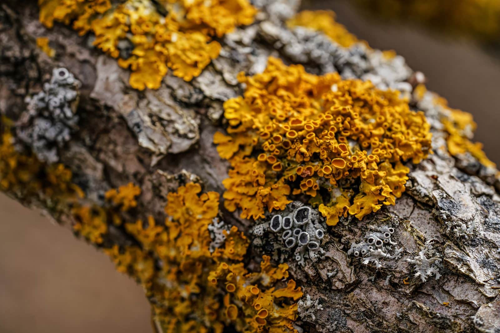 Lichen growing on a tree branch, the vegan source of vitamin D3