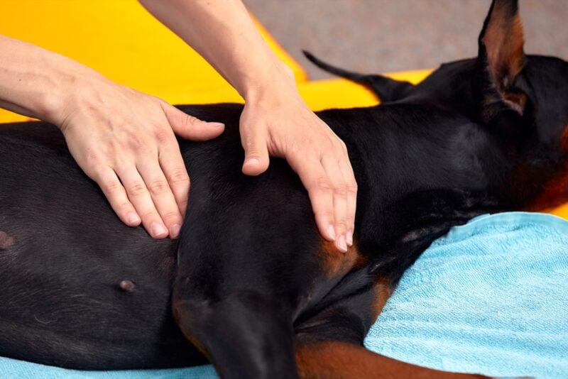 Grosser Hund liegt entspannt am Boden – Magendrehung bei grossen Rassen vorbeugen