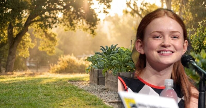 Sadie Sink vegan check banner