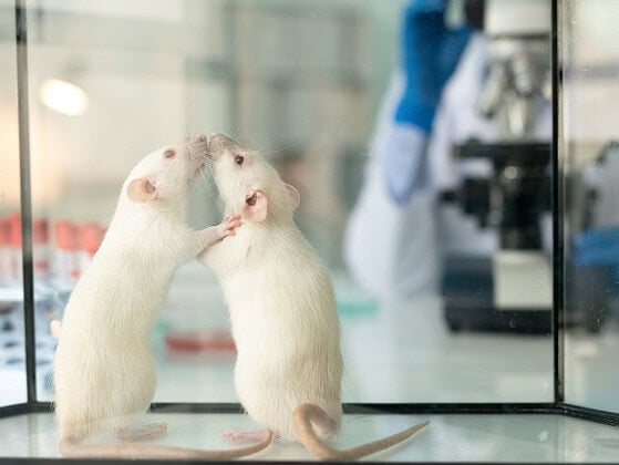 Zwei weiße Laborratten in einem Glaskasten auf einem Labortisch
