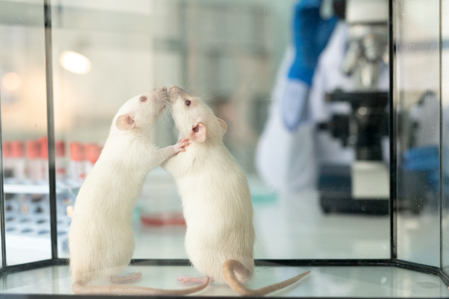 Zwei weiße Laborratten in einem Glaskasten auf einem Labortisch