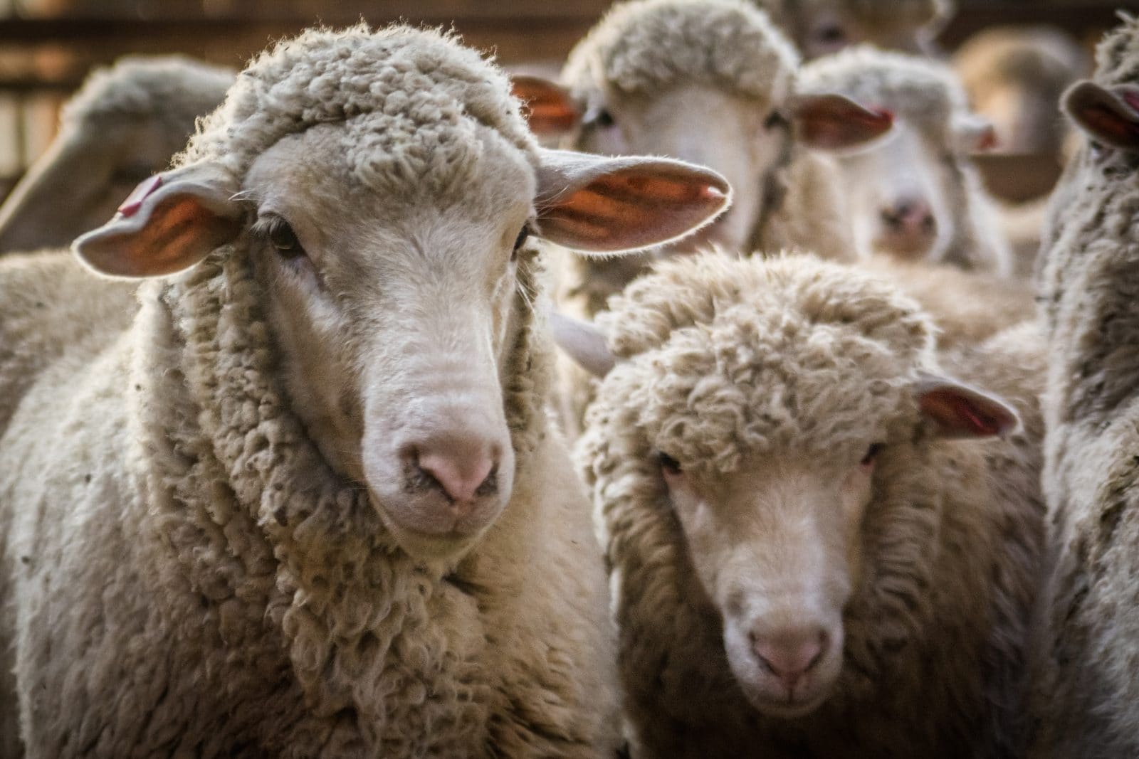A merino sheep, whose wool yields the lanolin used for vitamin D3
