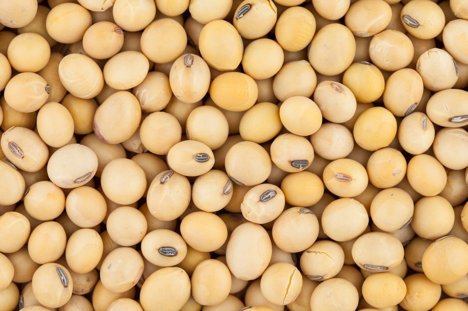 Dried soybeans