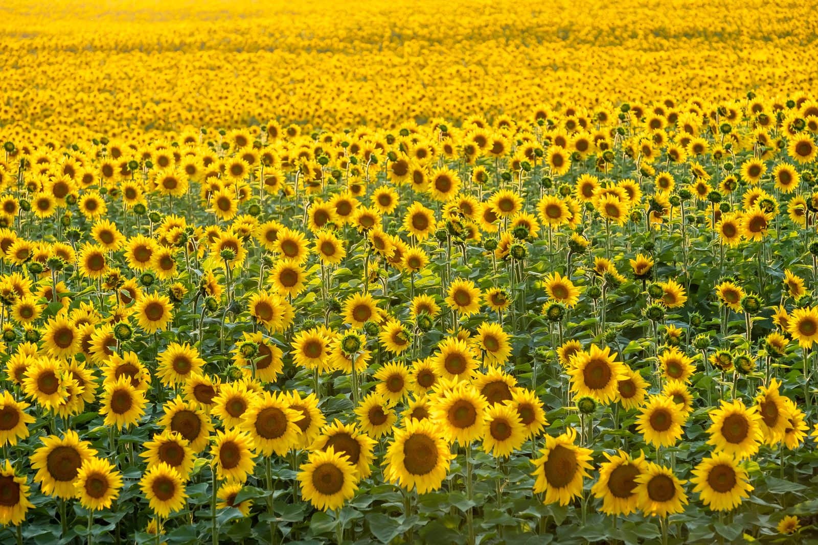 A field of sunflowers