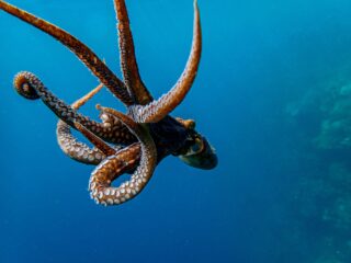 A living common octopus swimming freely in the blue sea
