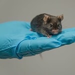 Geplantes Tierversuchsgesetz: Warum 10 Verbände jetzt Alarm schlagen Labormaus in der behandschuhten Hand einer Person im Labor