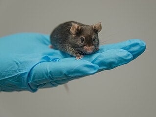 Labormaus sitzt auf der behandschuhten Hand einer Person im Labor