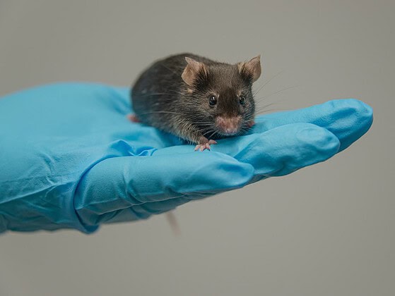 Labormaus sitzt auf der behandschuhten Hand einer Person im Labor
