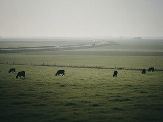 Weidelandschaft mit grasenden Kühen und einer Straße am Horizont