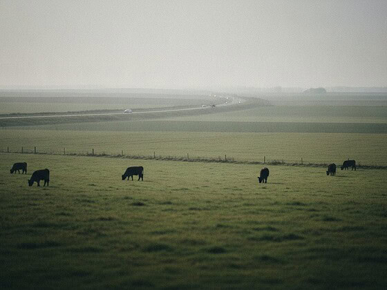 Weidelandschaft mit grasenden Kühen und einer Straße am Horizont