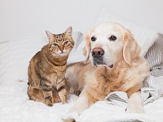 Golden Retriever und getigerte Katze liegen zusammen unter einer Decke