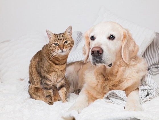 Golden Retriever und getigerte Katze liegen zusammen unter einer Decke
