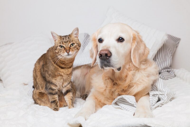 Golden Retriever und getigerte Katze liegen zusammen unter einer Decke