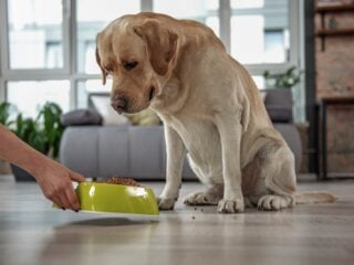 Labrador wartet aufmerksam an seinem Napf – vegane Hundeernaehrung im Alltag