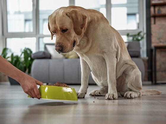 Labrador wartet aufmerksam an seinem Napf – vegane Hundeernaehrung im Alltag