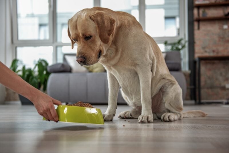 Labrador wartet aufmerksam an seinem Napf – vegane Hundeernaehrung im Alltag