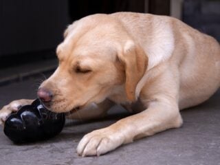 Labrador leckt vegane Fuellung aus einem Kong