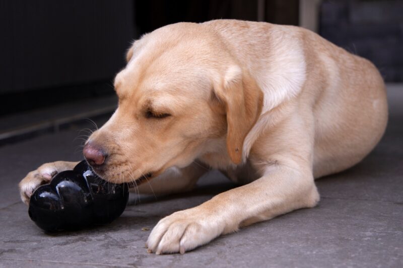 Labrador leckt vegane Fuellung aus einem Kong