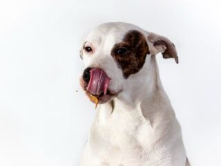 Hund schleckt Erdnussmus – Beschaeftigung mit der Schleckmatte
