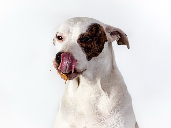 Hund schleckt Erdnussmus – Beschaeftigung mit der Schleckmatte