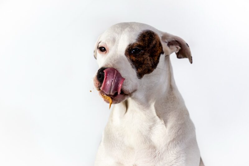 Hund schleckt Erdnussmus – Beschaeftigung mit der Schleckmatte
