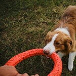 Welcher Kong für welchen Hund? Größen, Härte & Kaufberatung Hund haelt ein rotes Kong-Spielzeug im Maul und schaut hoch