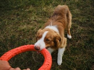 Hund haelt ein rotes Kong-Spielzeug im Maul und schaut hoch