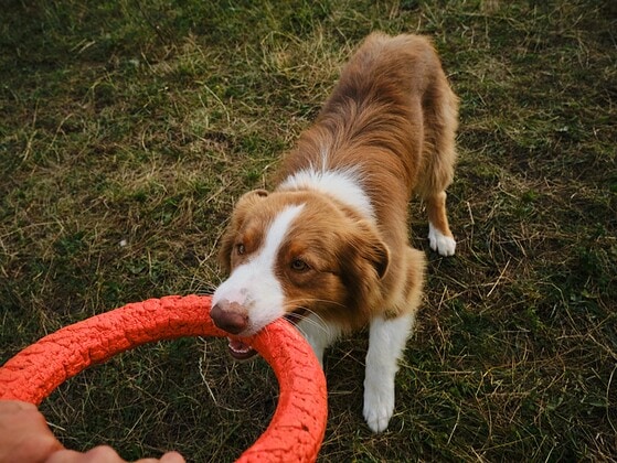 Hund haelt ein rotes Kong-Spielzeug im Maul und schaut hoch