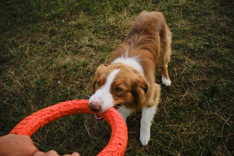 Hund haelt ein rotes Kong-Spielzeug im Maul und schaut hoch