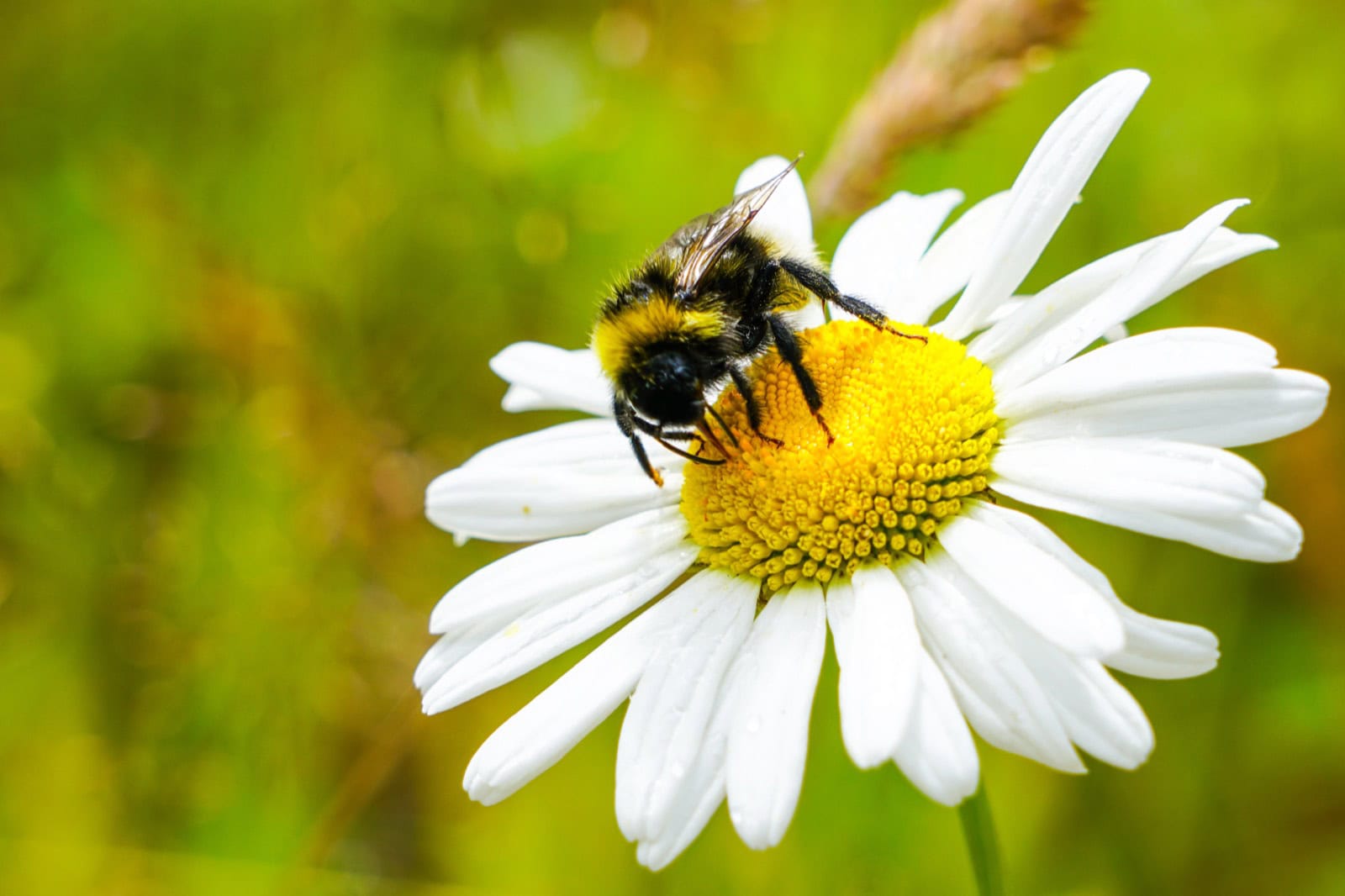 Hummel sammelt Nektar auf einer Margeritenblüte