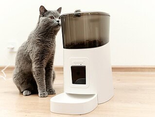 Graue Katze sitzt neben einem weissen automatischen Futterautomaten, der Vorratsbehaelter ist gefuellt, der Napf leer