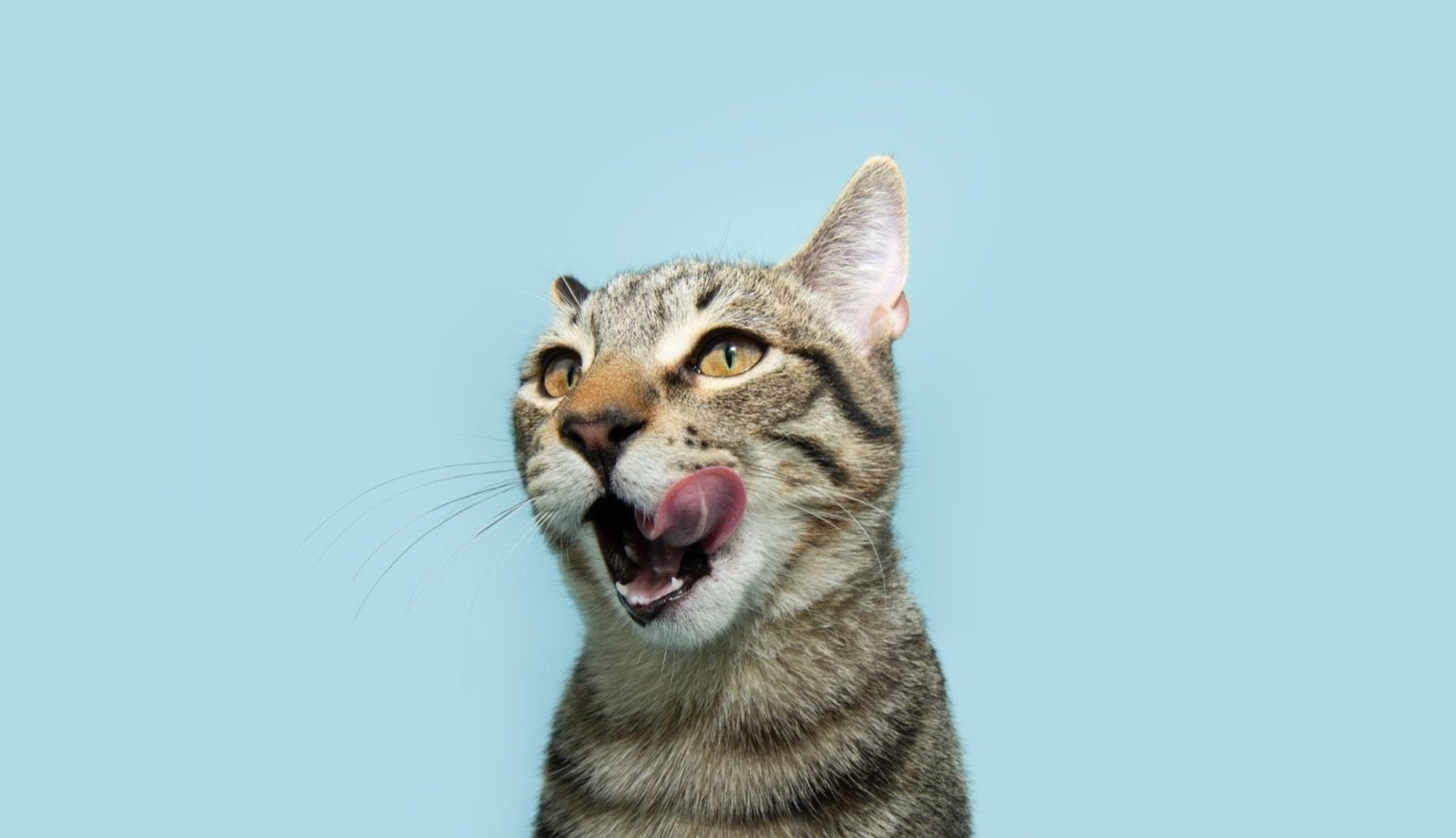 Getigerte Katze leckt sich erwartungsvoll die Schnauze vor hellblauem Hintergrund