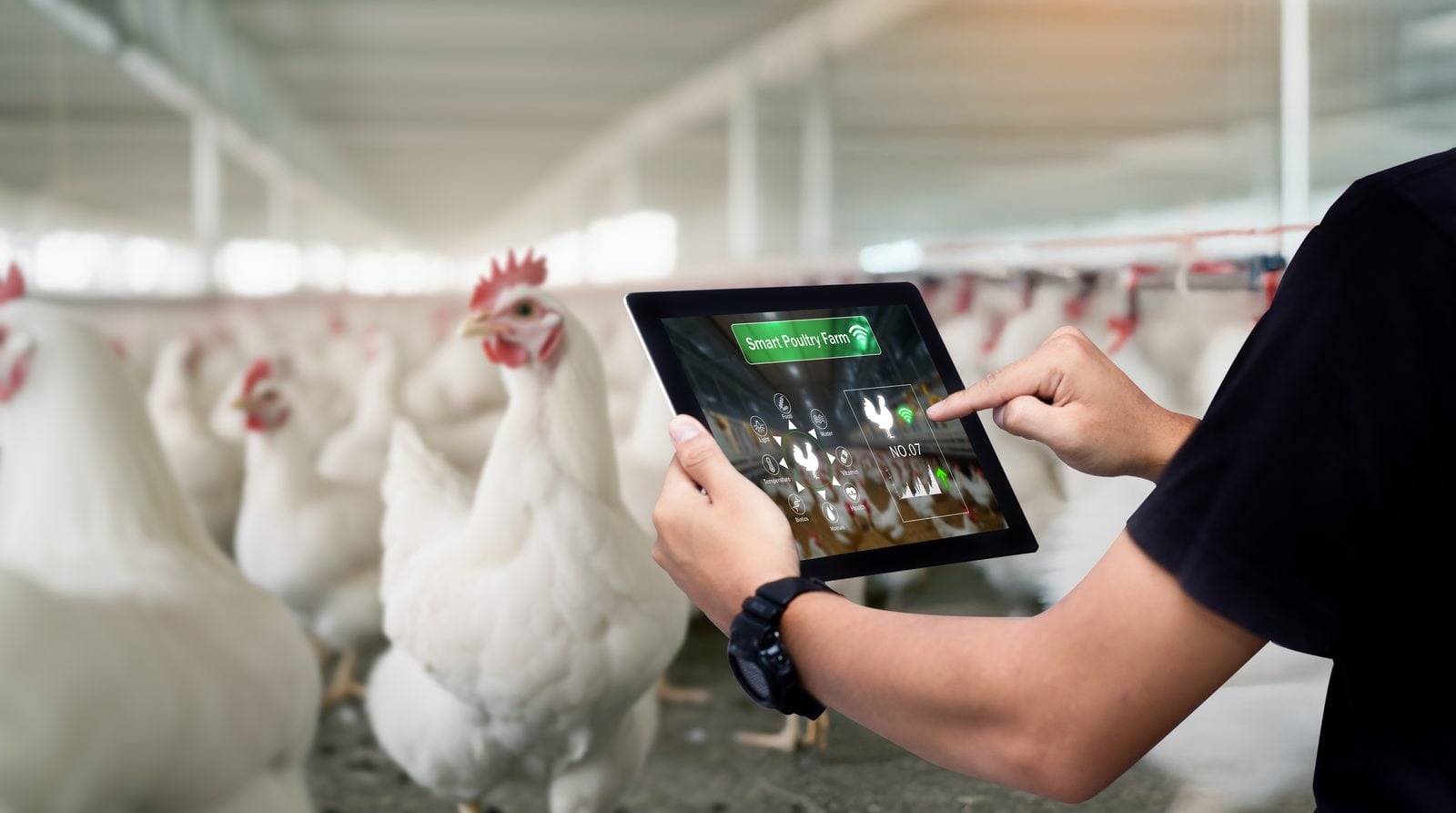 Person bedient ein Tablet in einer Geflügelanlage, im Hintergrund unscharf Hühner