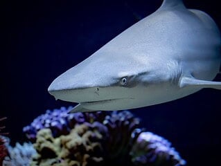Nahaufnahme eines Riffhais, der über einem Korallenriff schwimmt