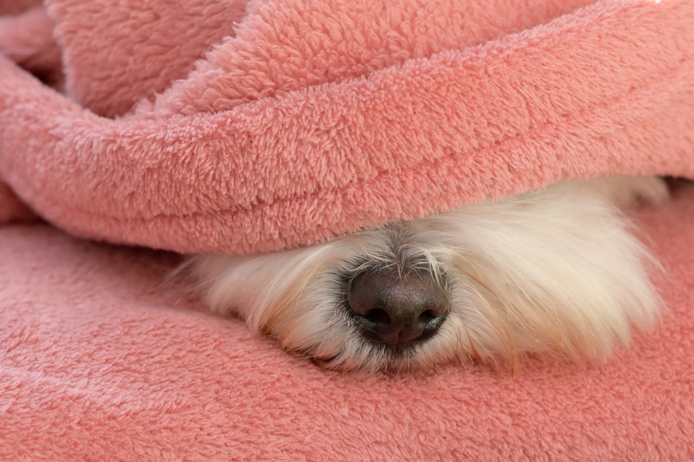 Hund liegt eingerollt unter einer Decke, nur die Nase schaut heraus