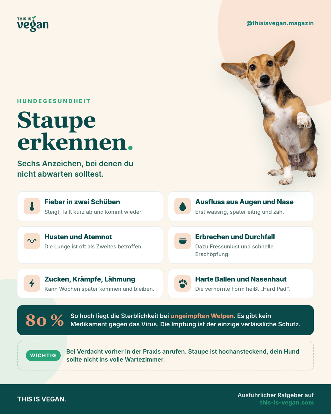 Infografik mit sechs Anzeichen für Staupe beim Hund