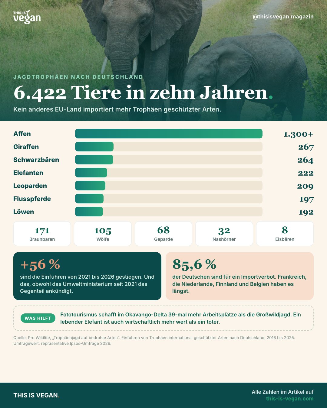 Infografik: 6.422 Jagdtrophäen geschützter Arten wurden zwischen 2016 und 2025 nach Deutschland eingeführt, darunter über 1.300 Affen, 222 Elefanten und 192 Löwen