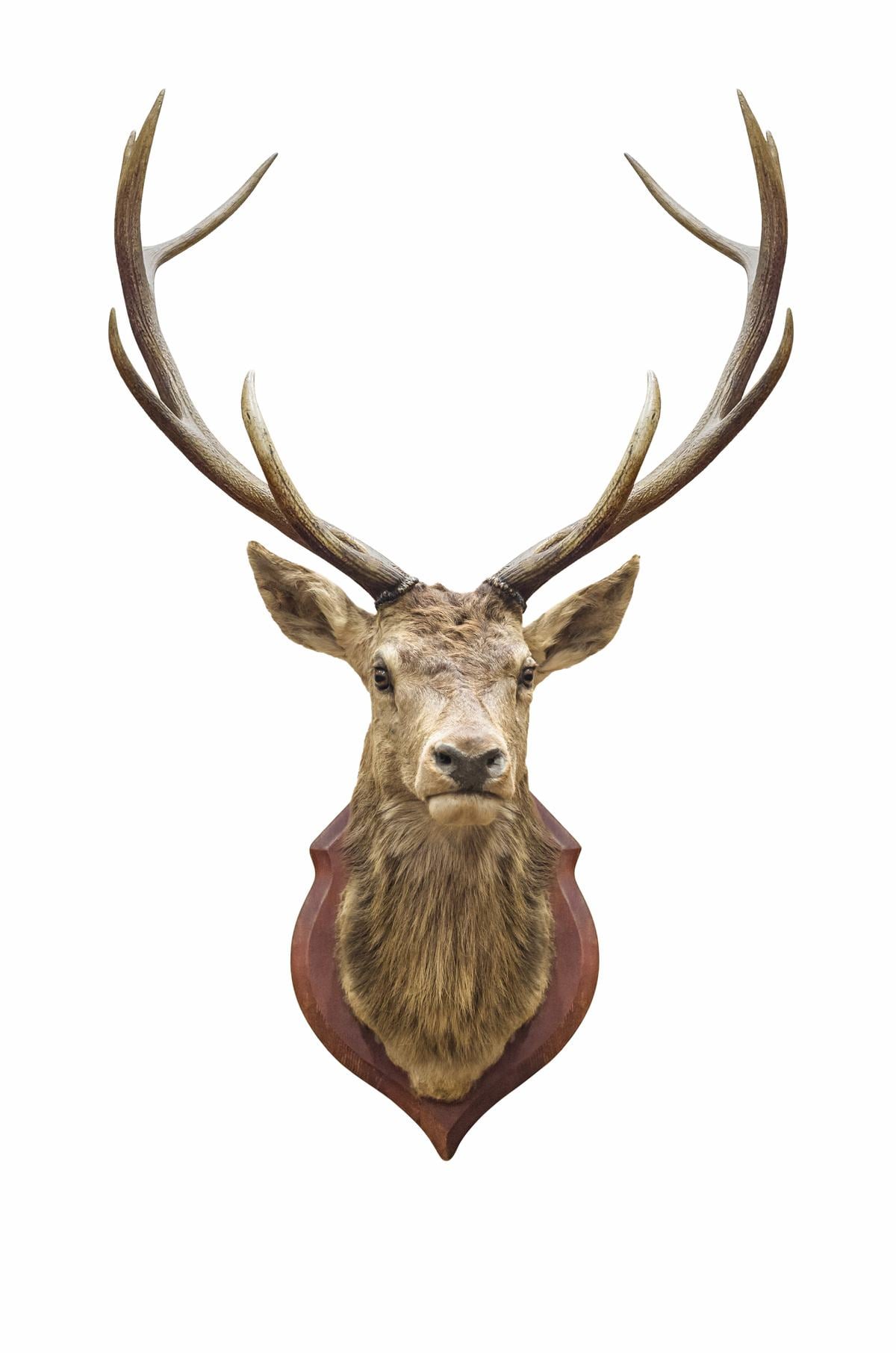 Präparierter Tierkopf als Jagdtrophäe an einer Wand