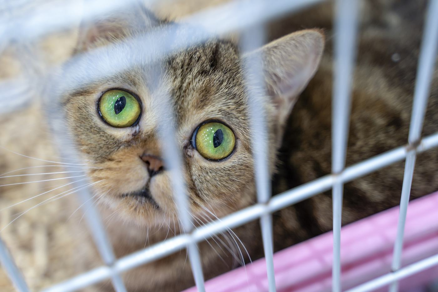 Getigertes Katzenjunges schaut durch die Gitterstäbe eines Käfigs